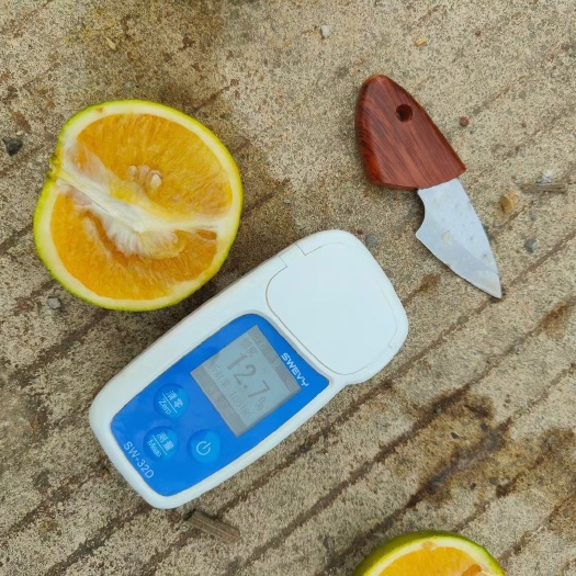 龙州县60起步，标准的水果甜度可以现摘现发！