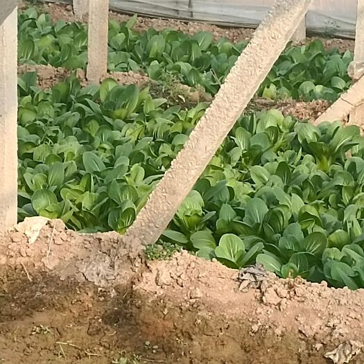 石家庄小油菜