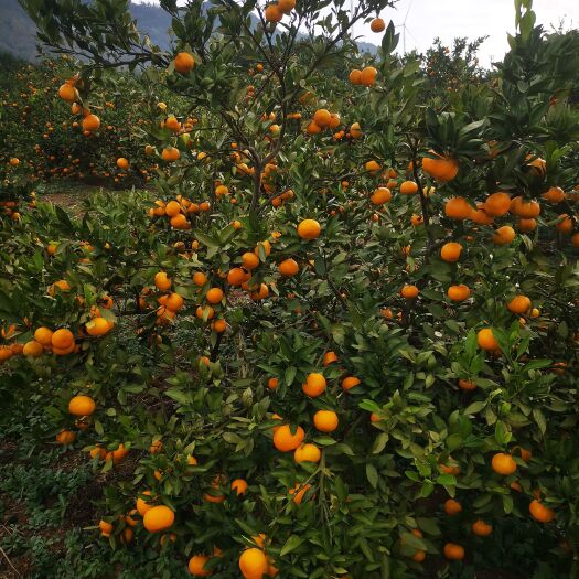钟祥市供应湖北蜜桔