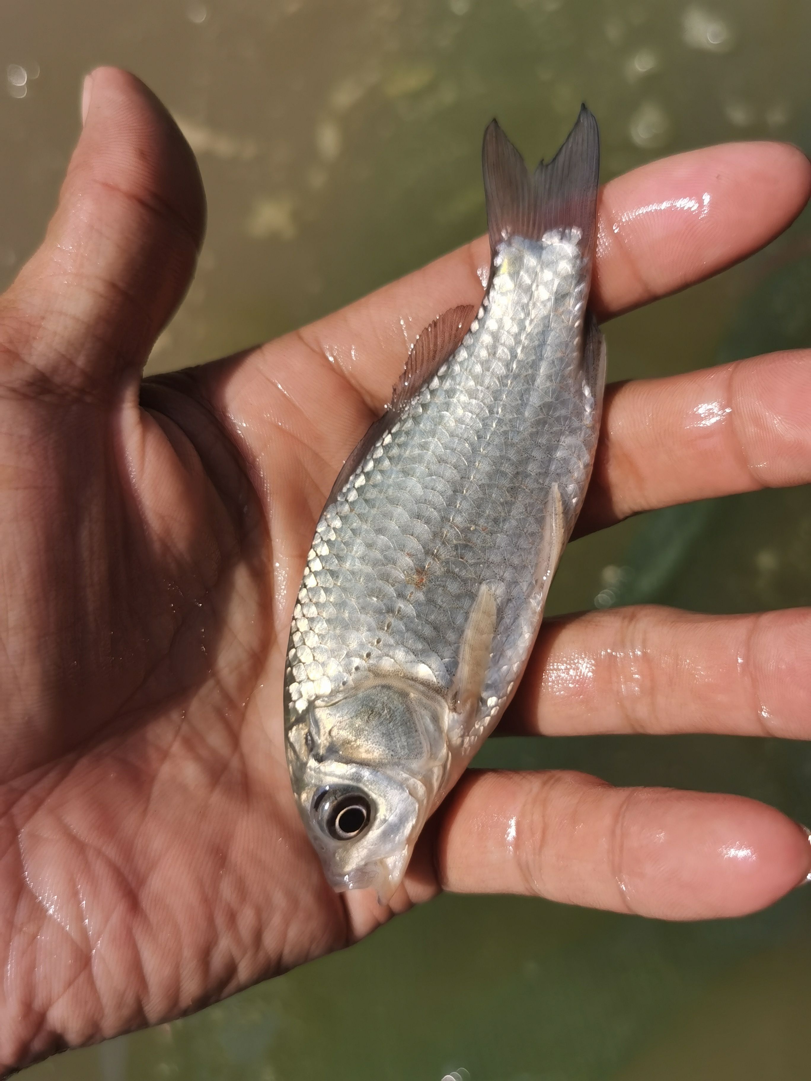 鲫鱼苗银鲫高抗快大鲫