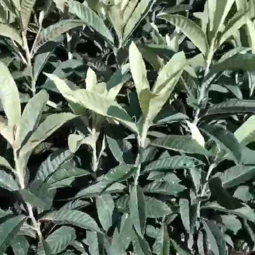 茂县大五星枇杷苗，品质有保证！