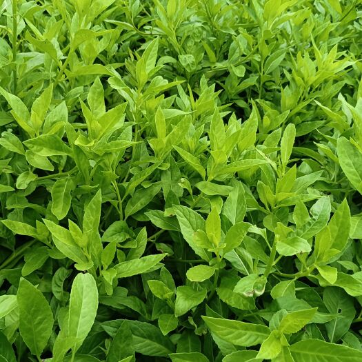 白子菜富贵菜明月草（北京）蔬菜