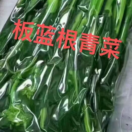 板蓝根青菜