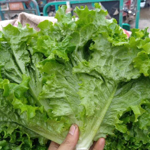 邯郸生菜叶