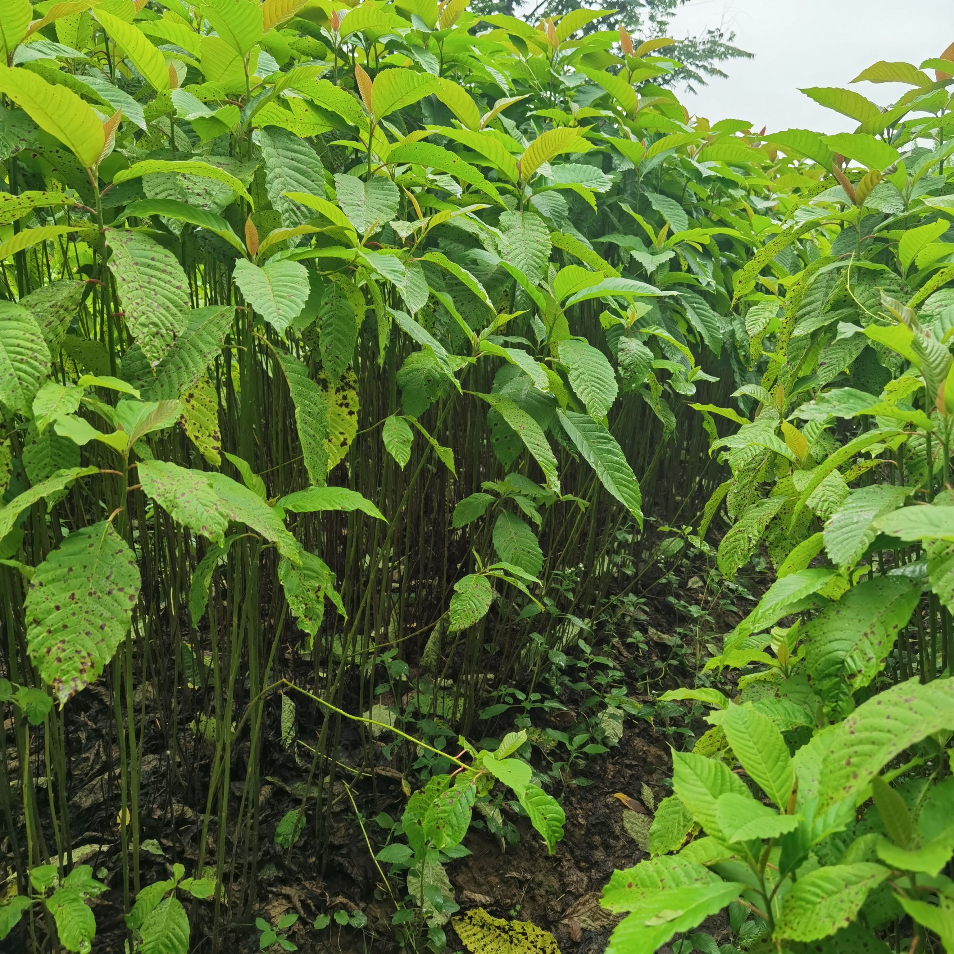 九江柴桑区喜树小苗种植基地产地直销提供种植技术