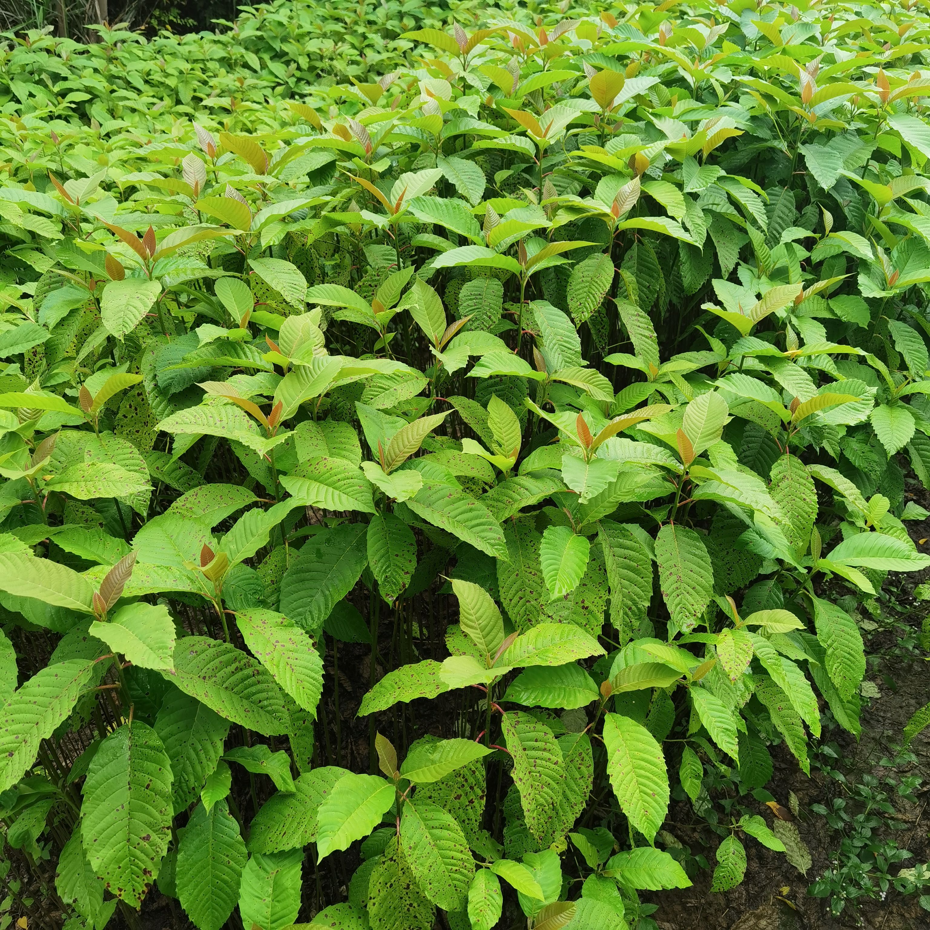 九江柴桑区喜树小苗种植基地产地直销提供种植技术