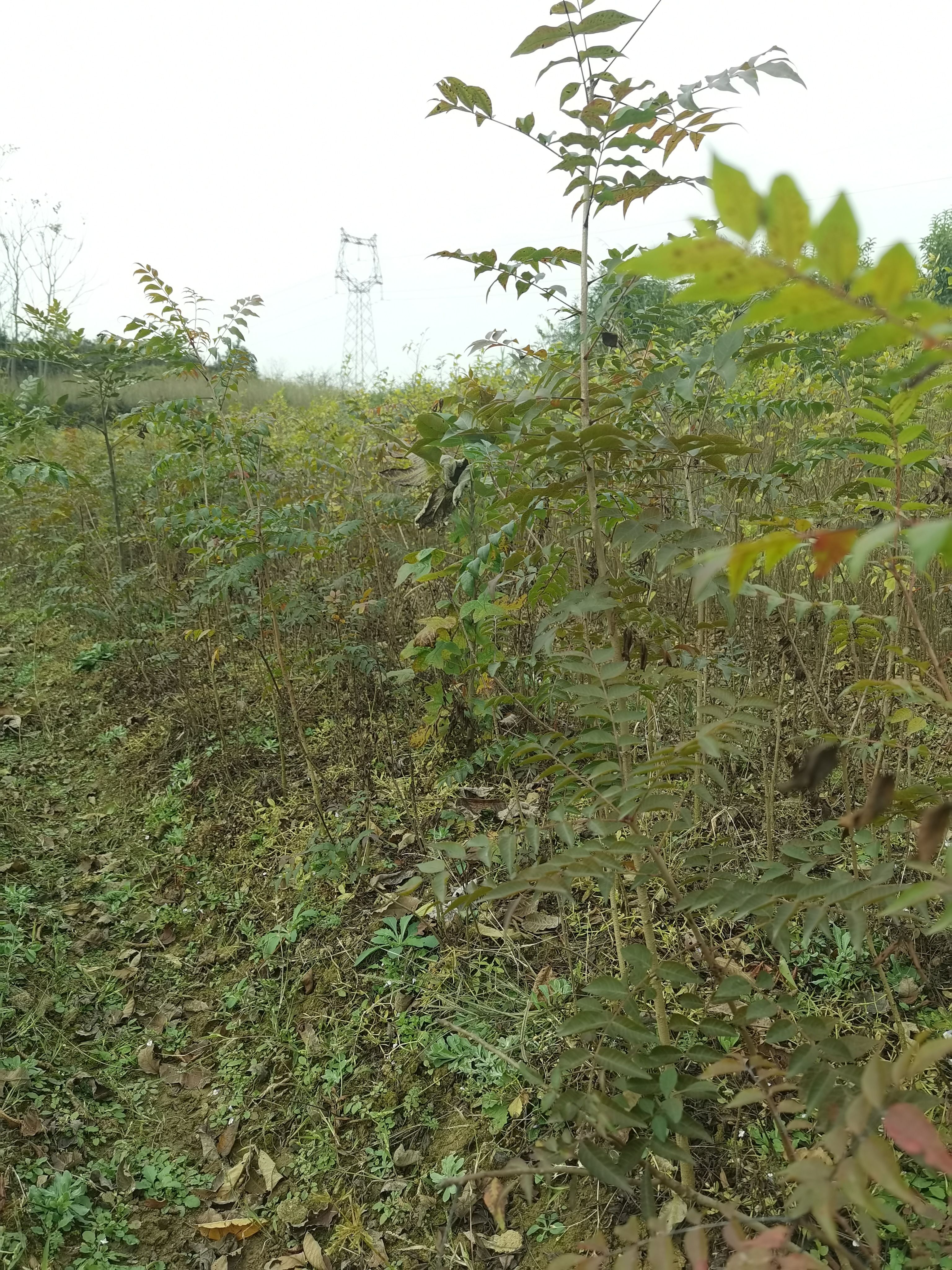 一公分黄连木小苗，九江柴桑区黄连木小苗种植基地