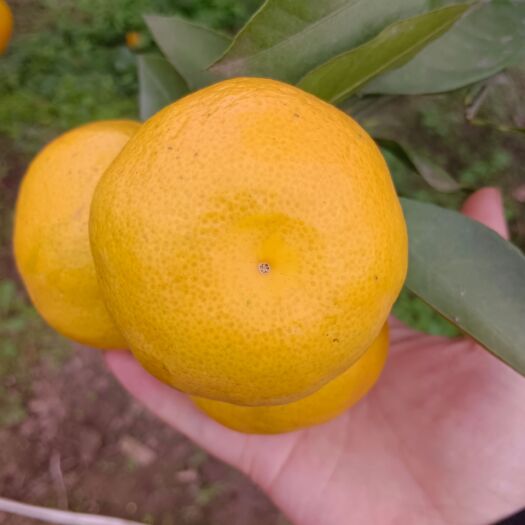 资中县高山蜜橘