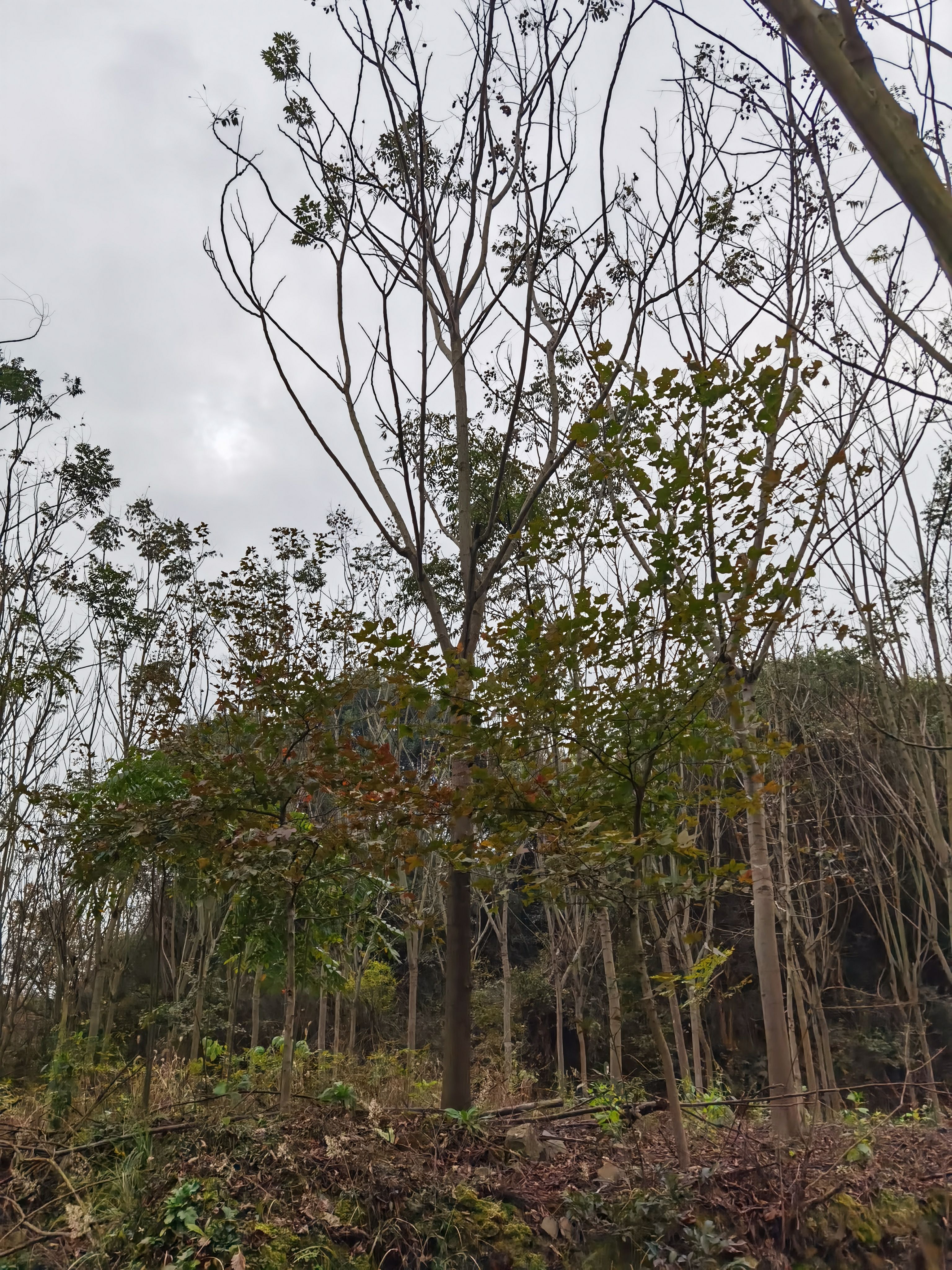 江西九江柴桑区栾树一公分小苗种子基地保质保量发货提供种植技术