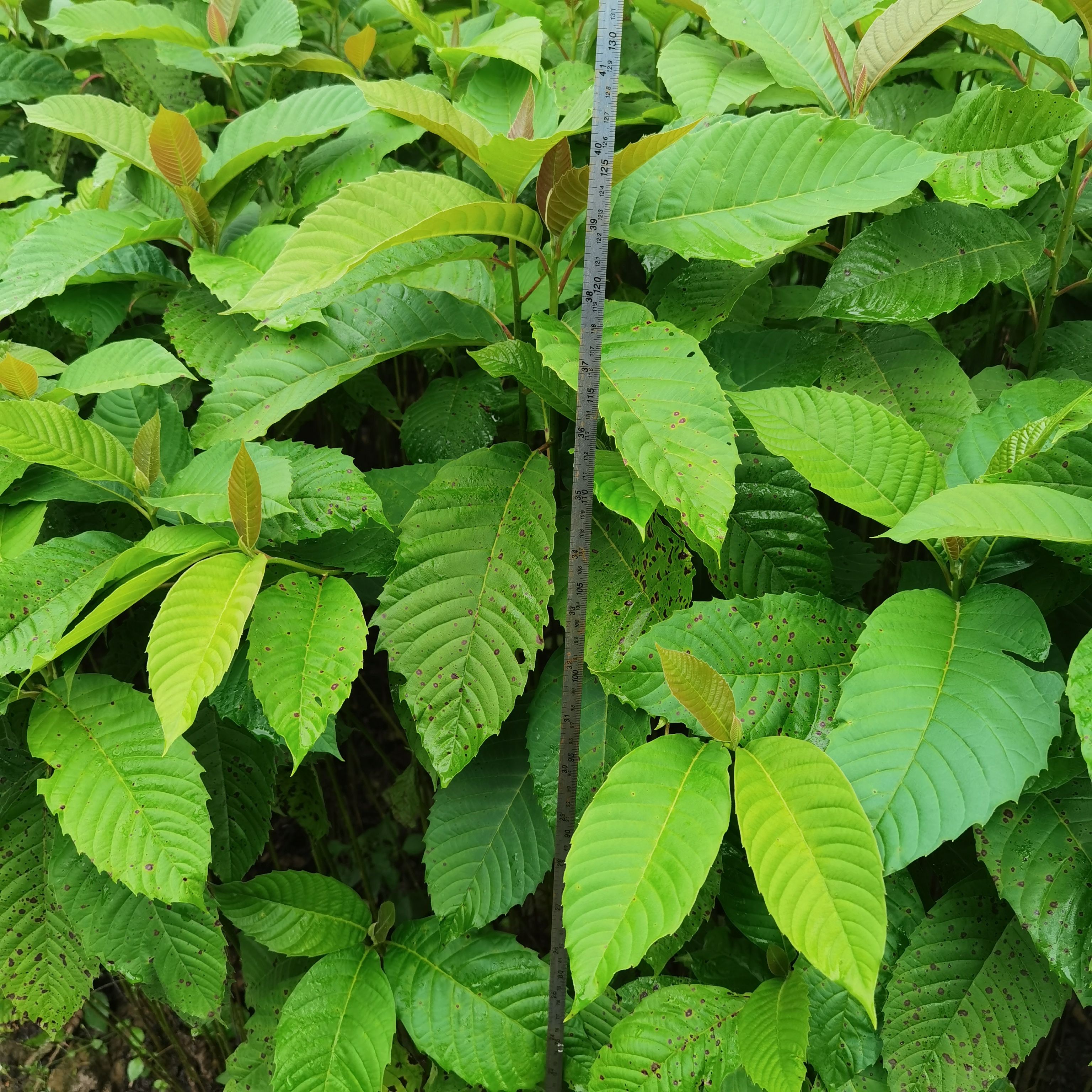 九江柴桑区喜树小苗种植基地产地直销提供种植技术