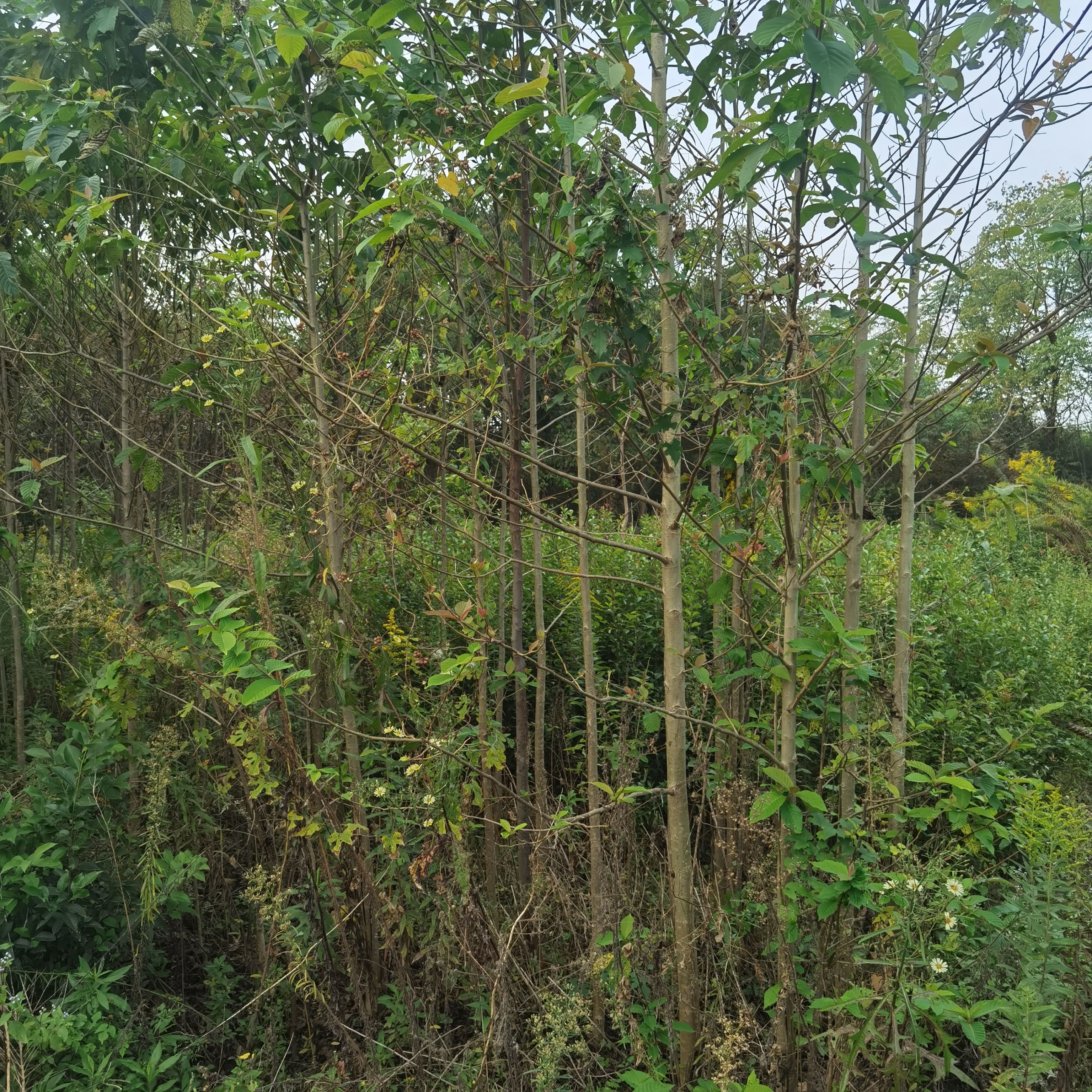 九江柴桑区喜树小苗种植基地产地直销提供种植技术