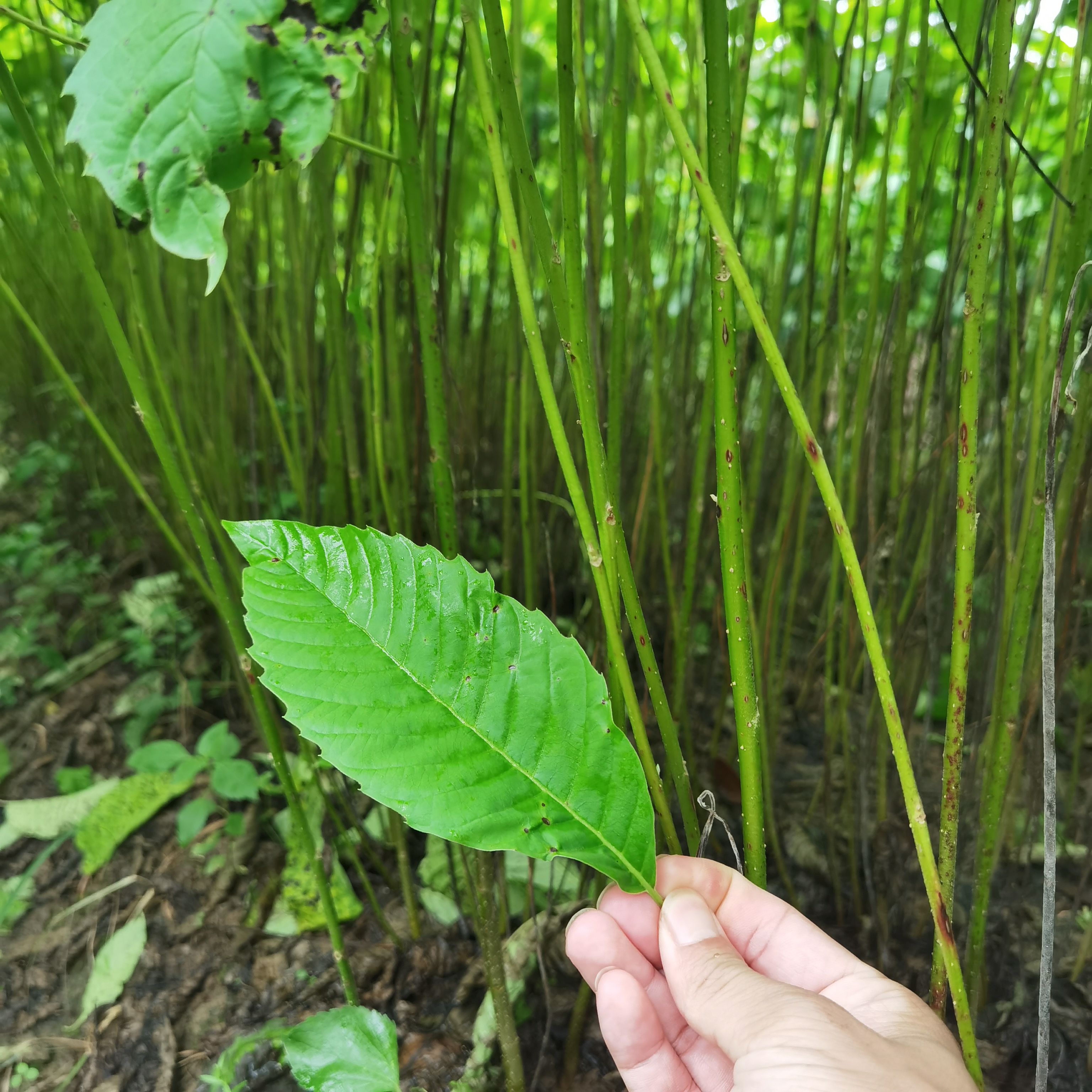 九江柴桑区喜树小苗种植基地产地直销提供种植技术
