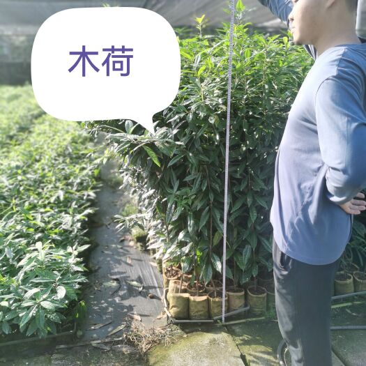 炎陵县木荷杯苗