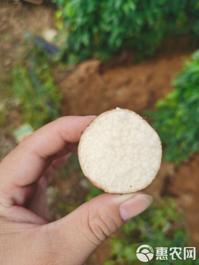 淮山（黑鬼）新货