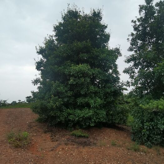 九江木荷丛生木荷种植基地产地直销提供种植技术