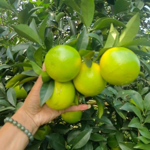 崇左红江橙大量上市