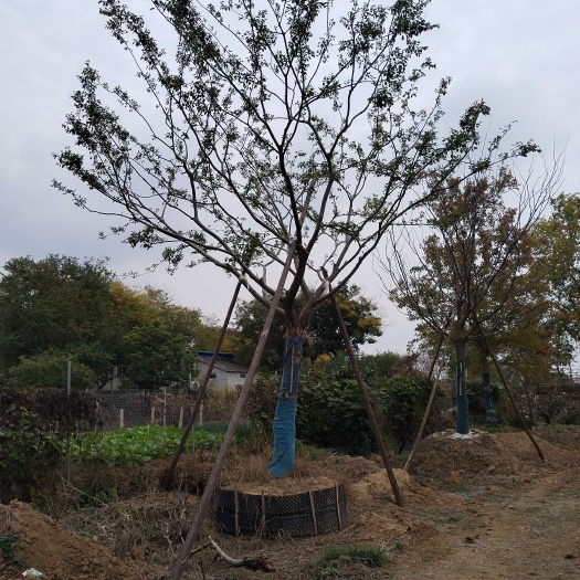南京朴树30公分价格，大量处理5--30公分朴树