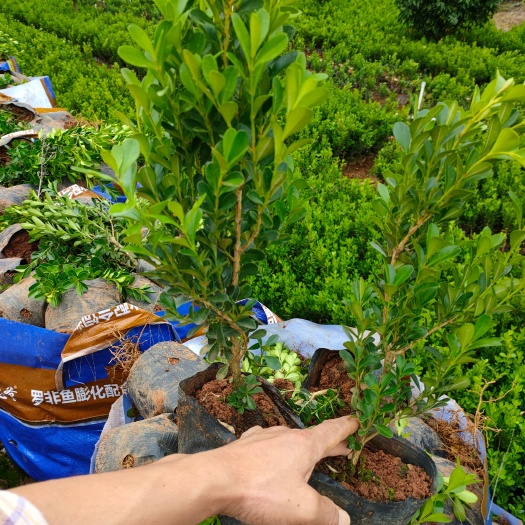 荔浦市瓜子黄杨