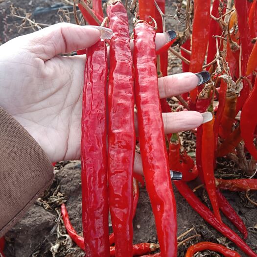 阿旗二荆条大量现货