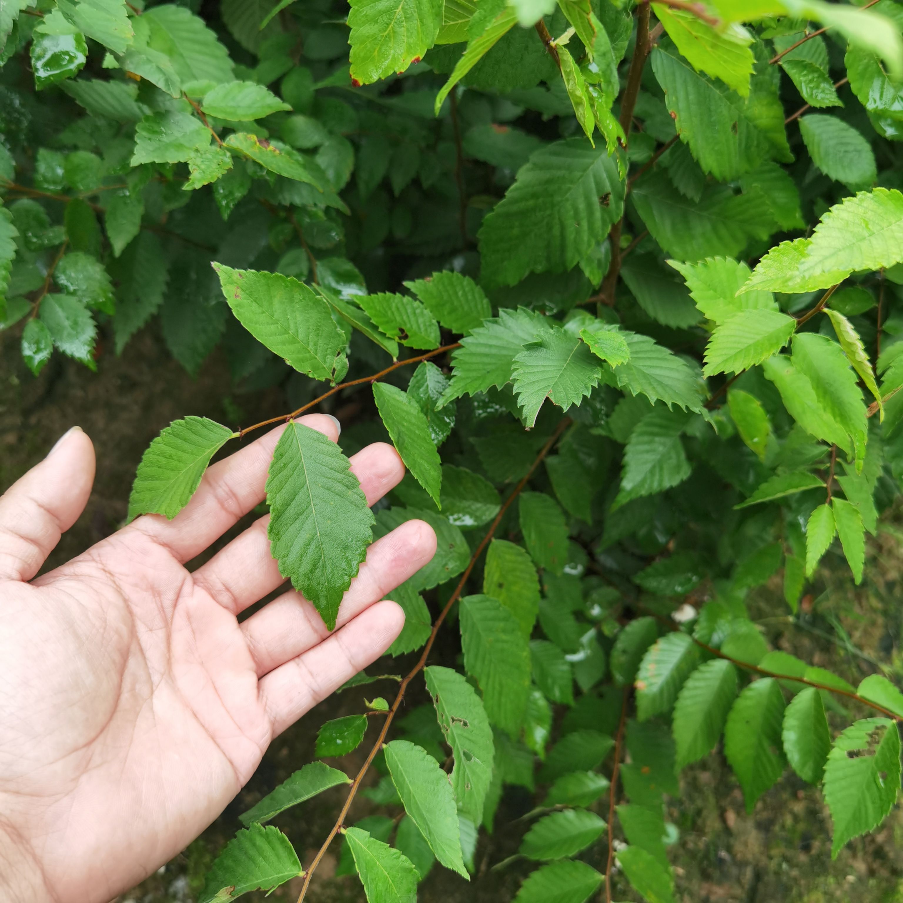 九江柴桑区红榉小苗种植基地产地直销提供种植技术