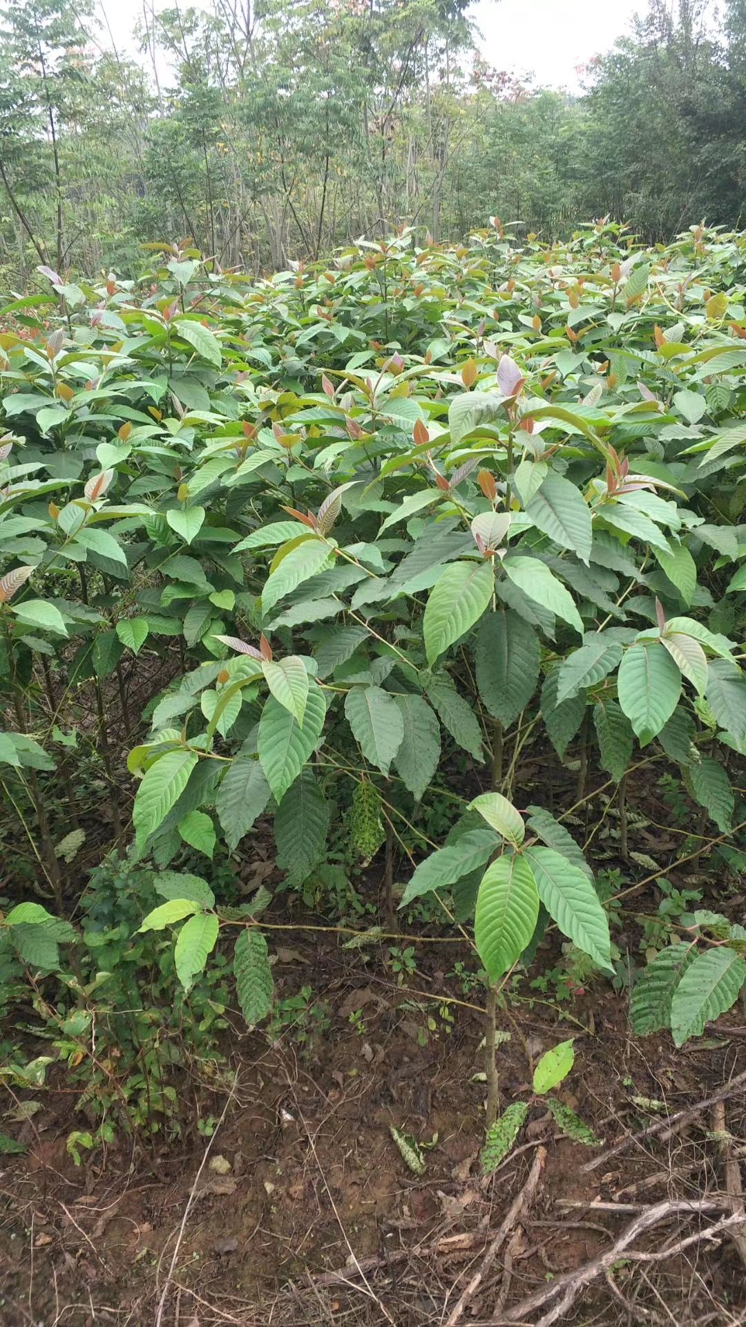 九江柴桑区喜树小苗种植基地产地直销提供种植技术