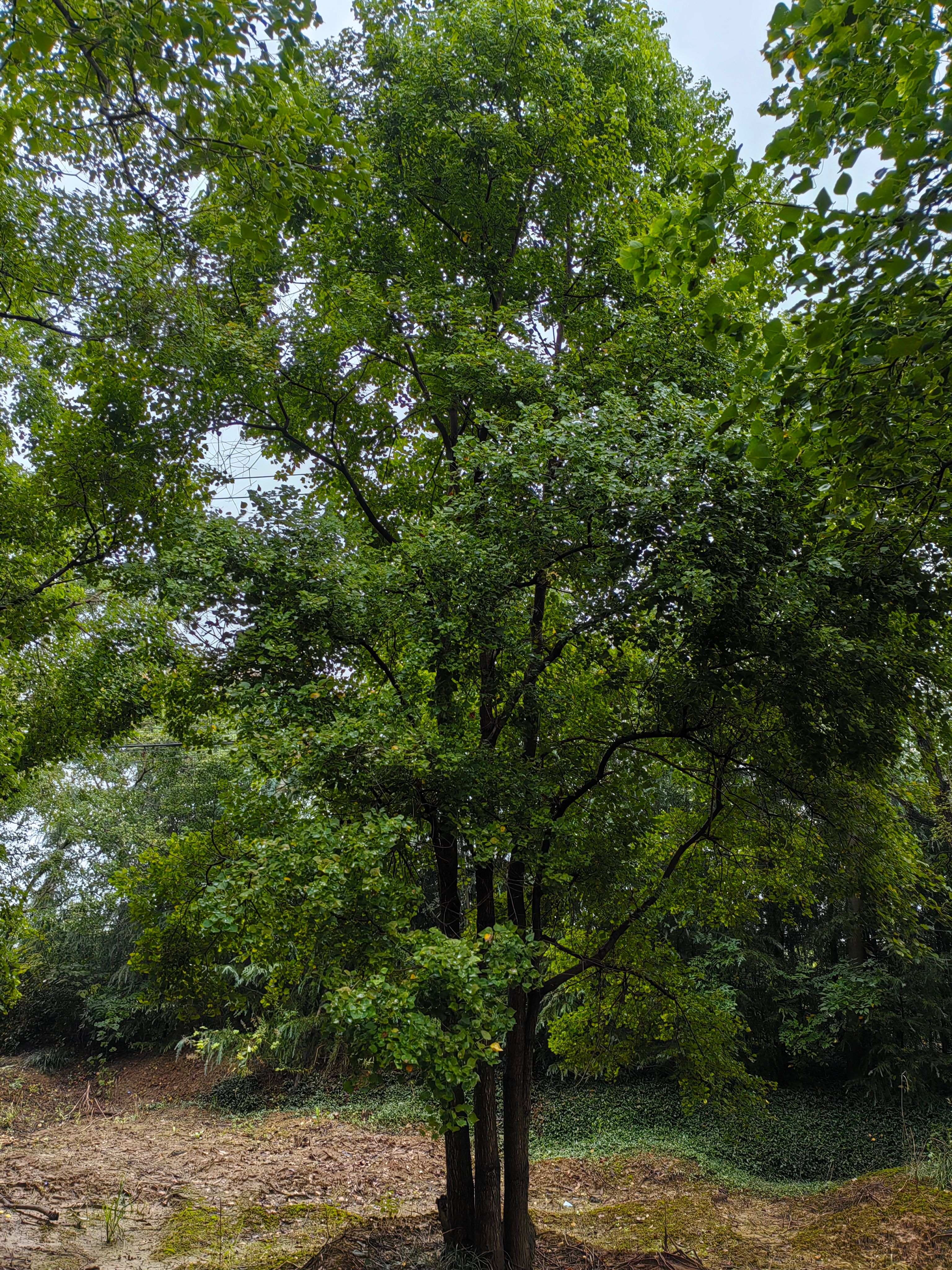 叢生烏桕價(jià)格，叢生烏桕基地，叢生烏桕產(chǎn)地，精品叢生烏桕