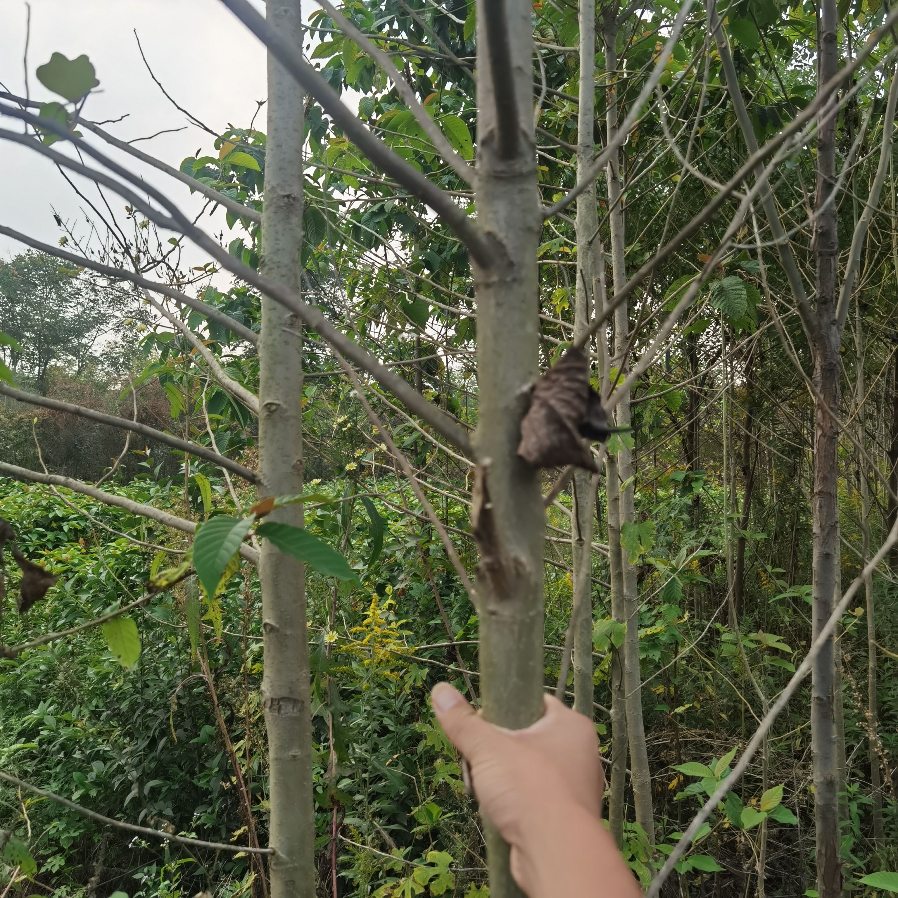 九江柴桑区喜树小苗种植基地产地直销提供种植技术