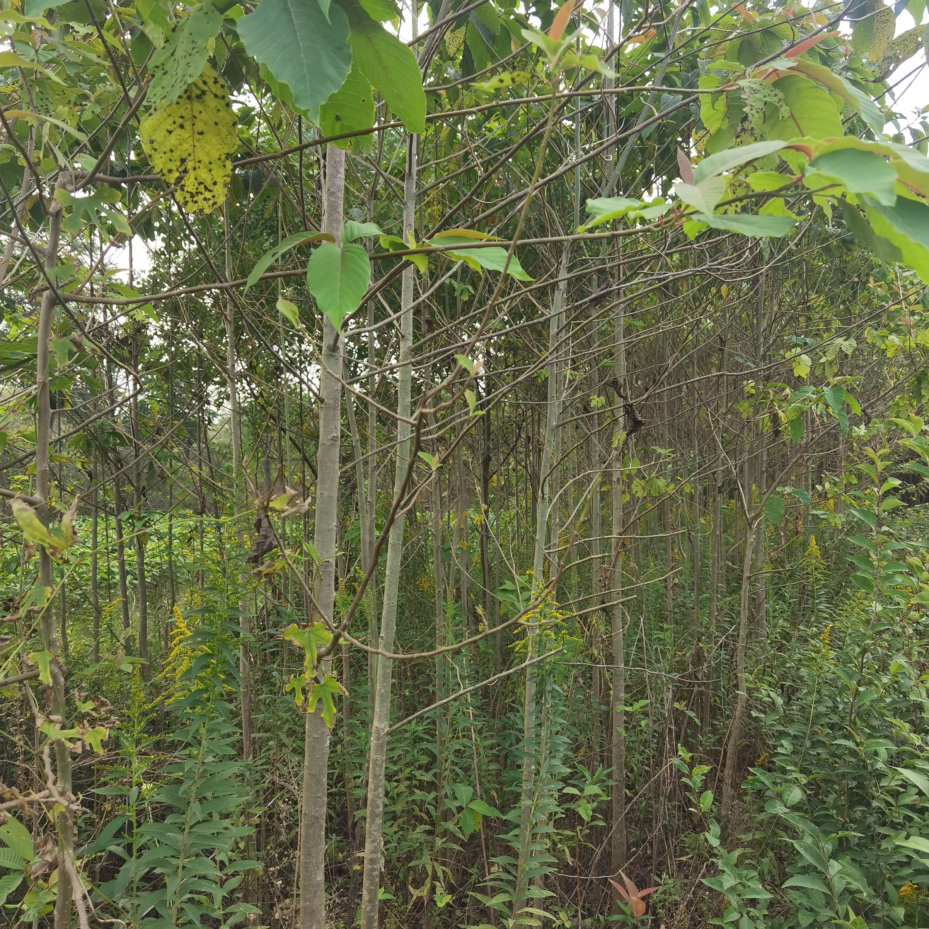 九江柴桑区喜树小苗种植基地产地直销提供种植技术