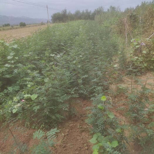 绛县供应花椒苗