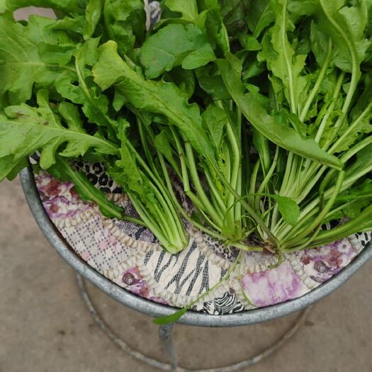 虞城县荠荠菜