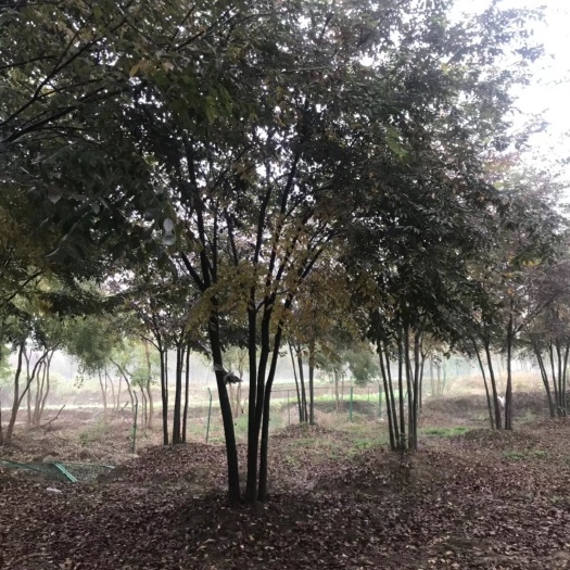 南京丛生榉树价格，丛生榉树基地，丛生榉树产地