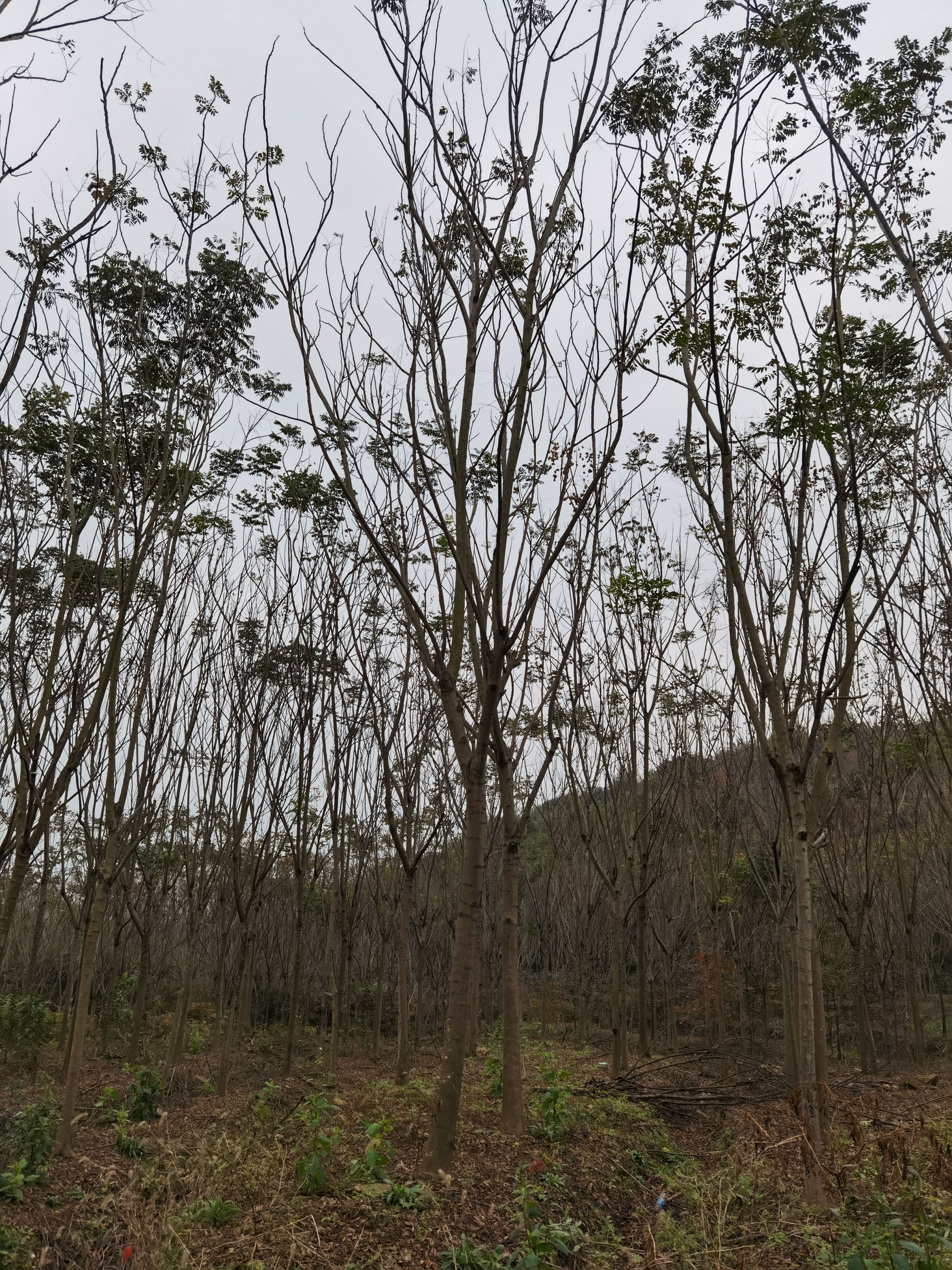 江西九江柴桑区栾树一公分小苗种子基地保质保量发货提供种植技术