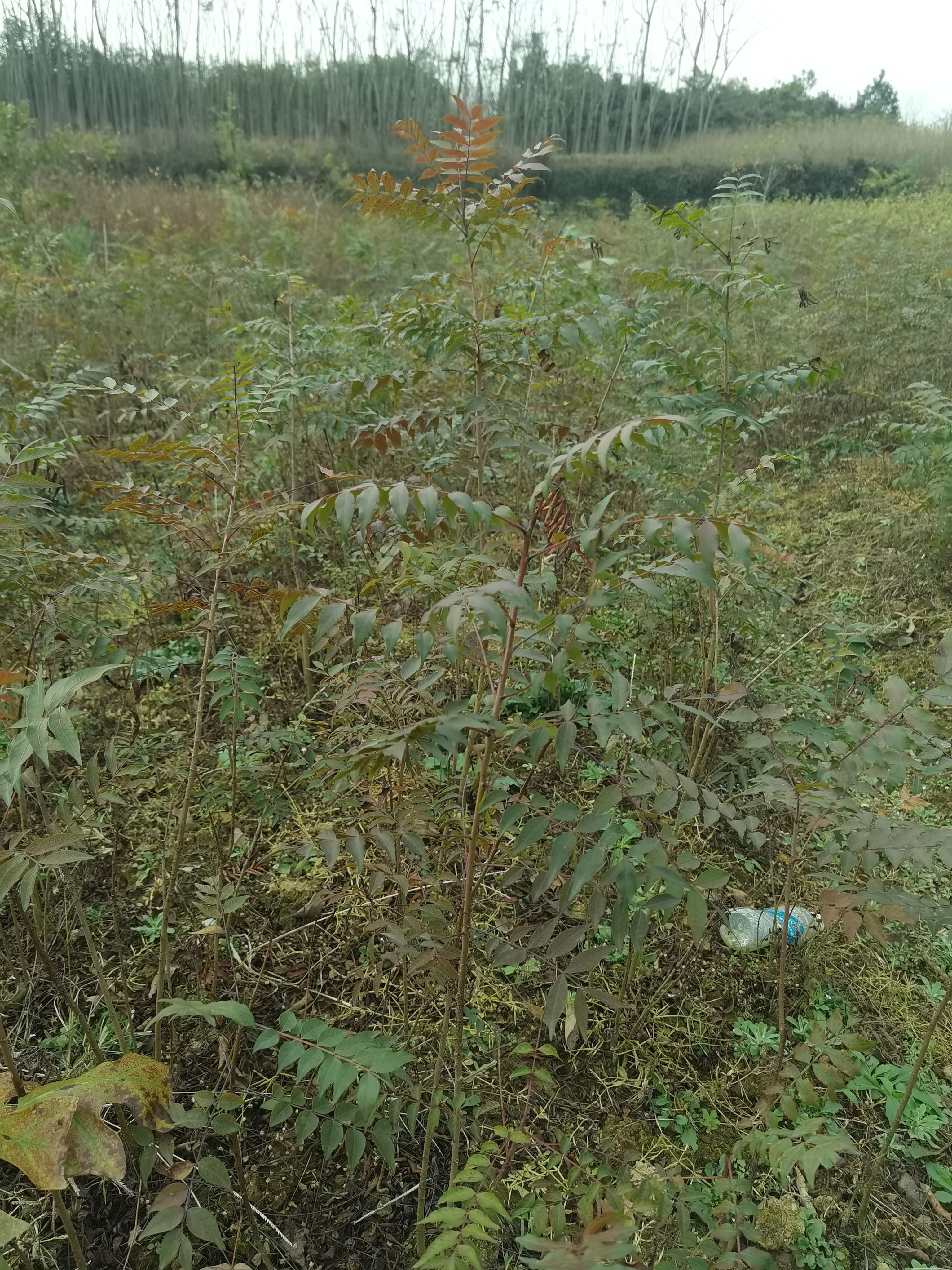 一公分黄连木小苗，九江柴桑区黄连木小苗种植基地