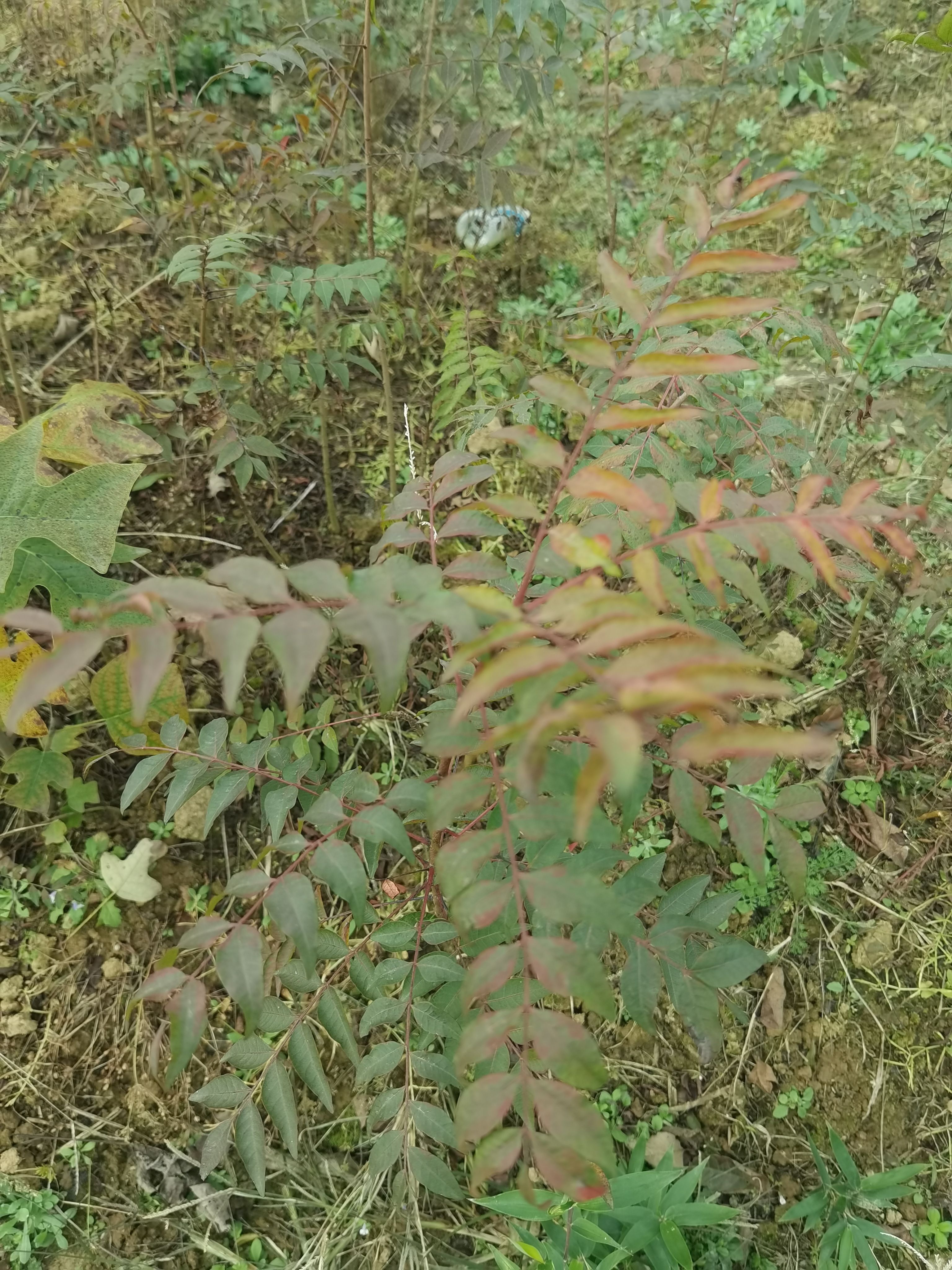 一公分黄连木小苗，九江柴桑区黄连木小苗种植基地