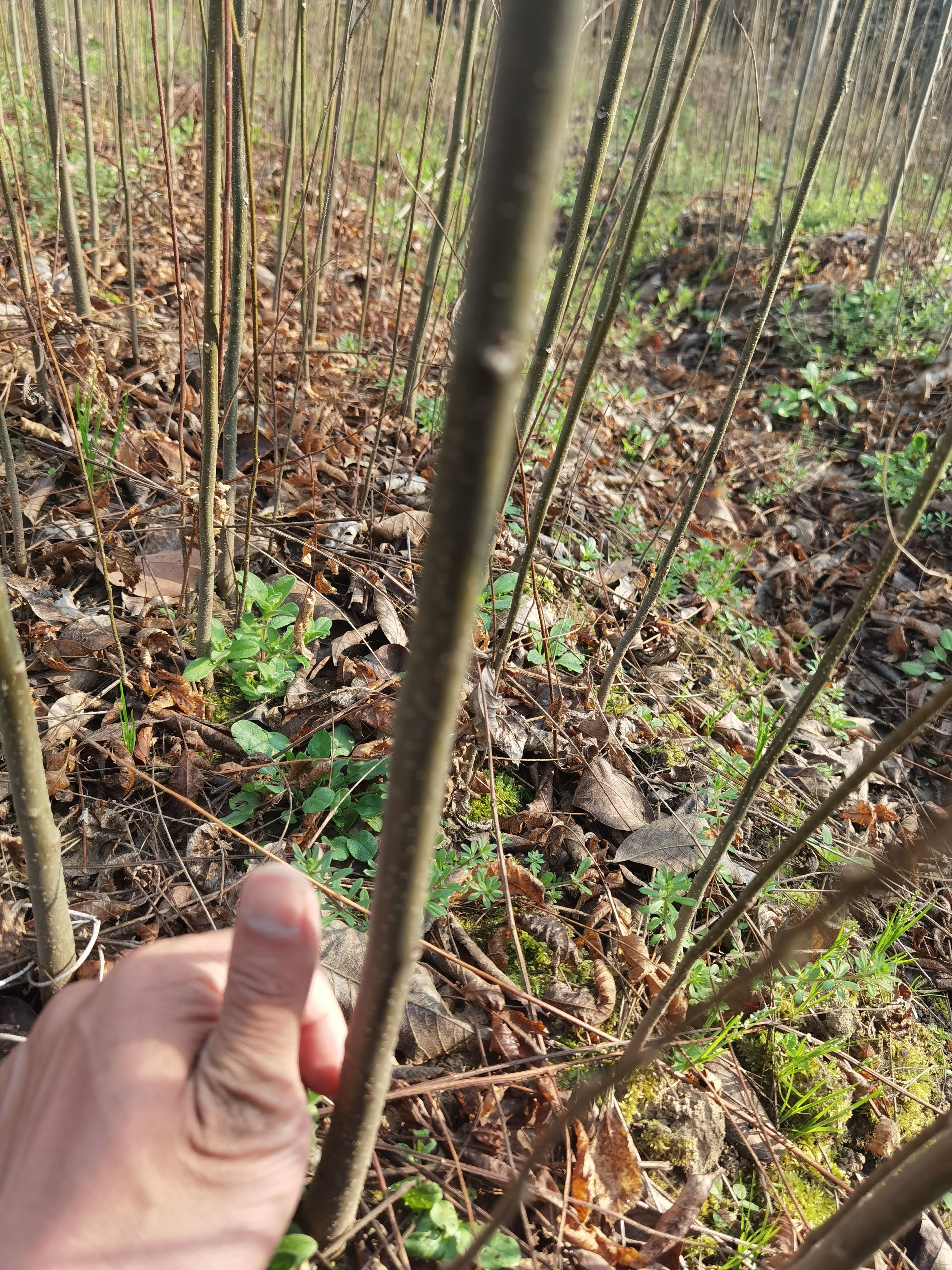 江西九江柴桑区栾树一公分小苗种子基地保质保量发货提供种植技术