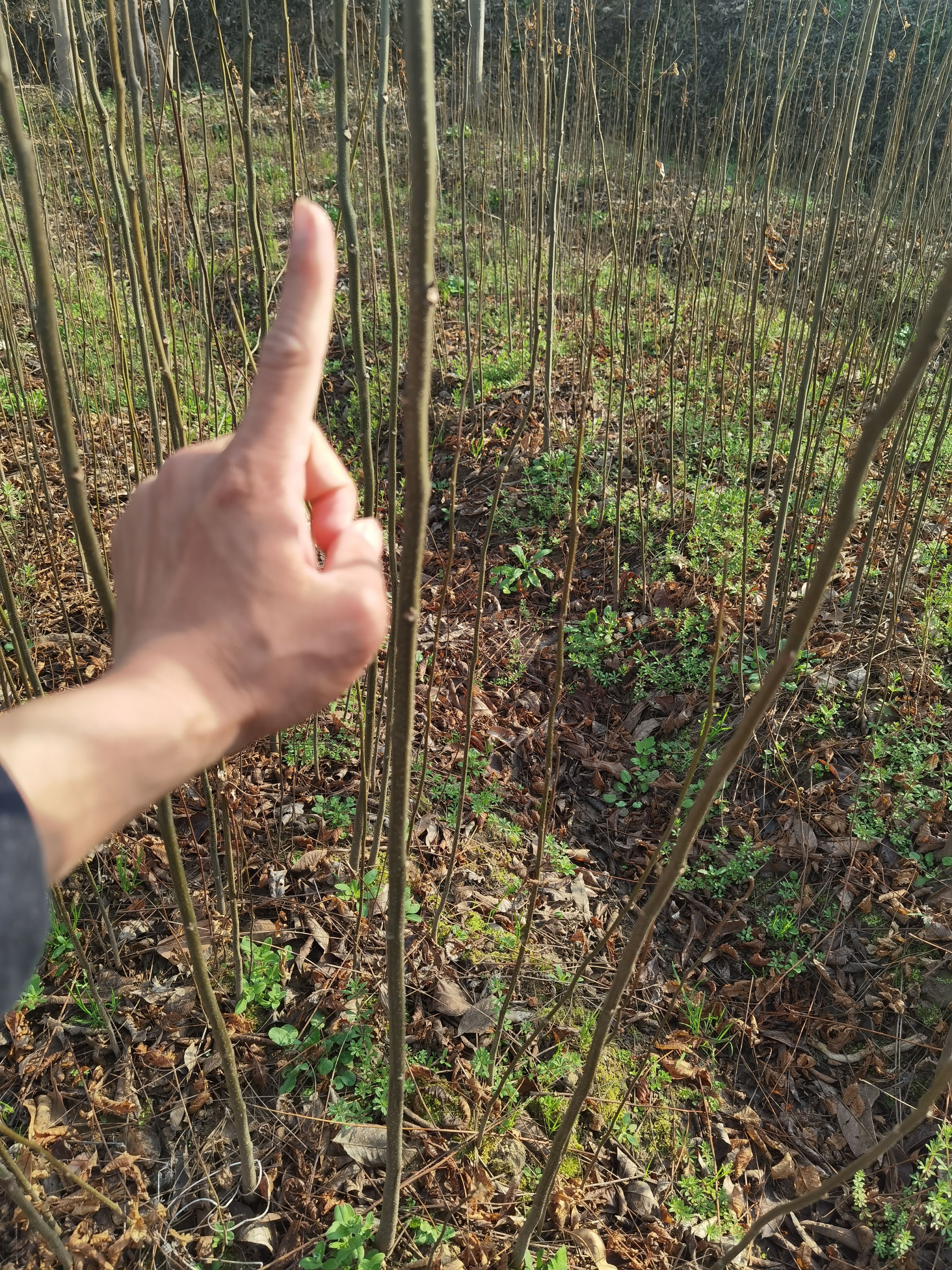 江西九江柴桑区栾树一公分小苗种子基地保质保量发货提供种植技术