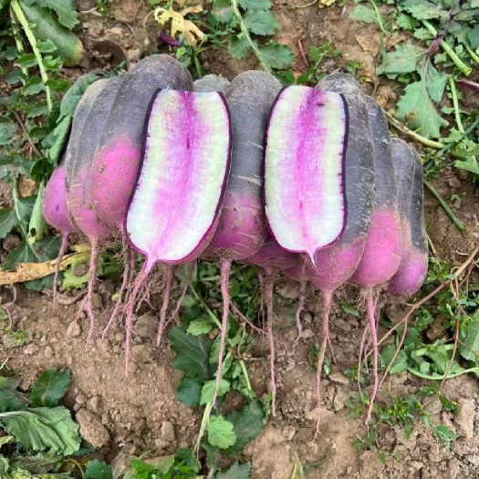 濰坊冰淇淋蘿卜產(chǎn)地大量供應(yīng)，一手貨源