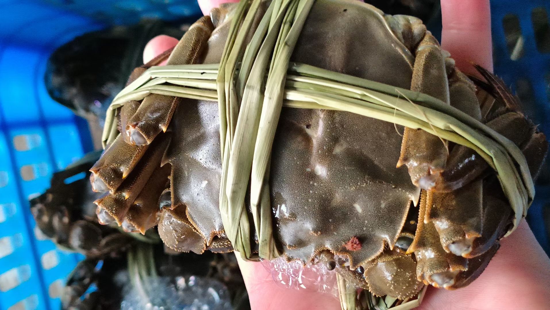 【产地直发】 洪湖清水大闸蟹 规格齐全支持混批，量大价优