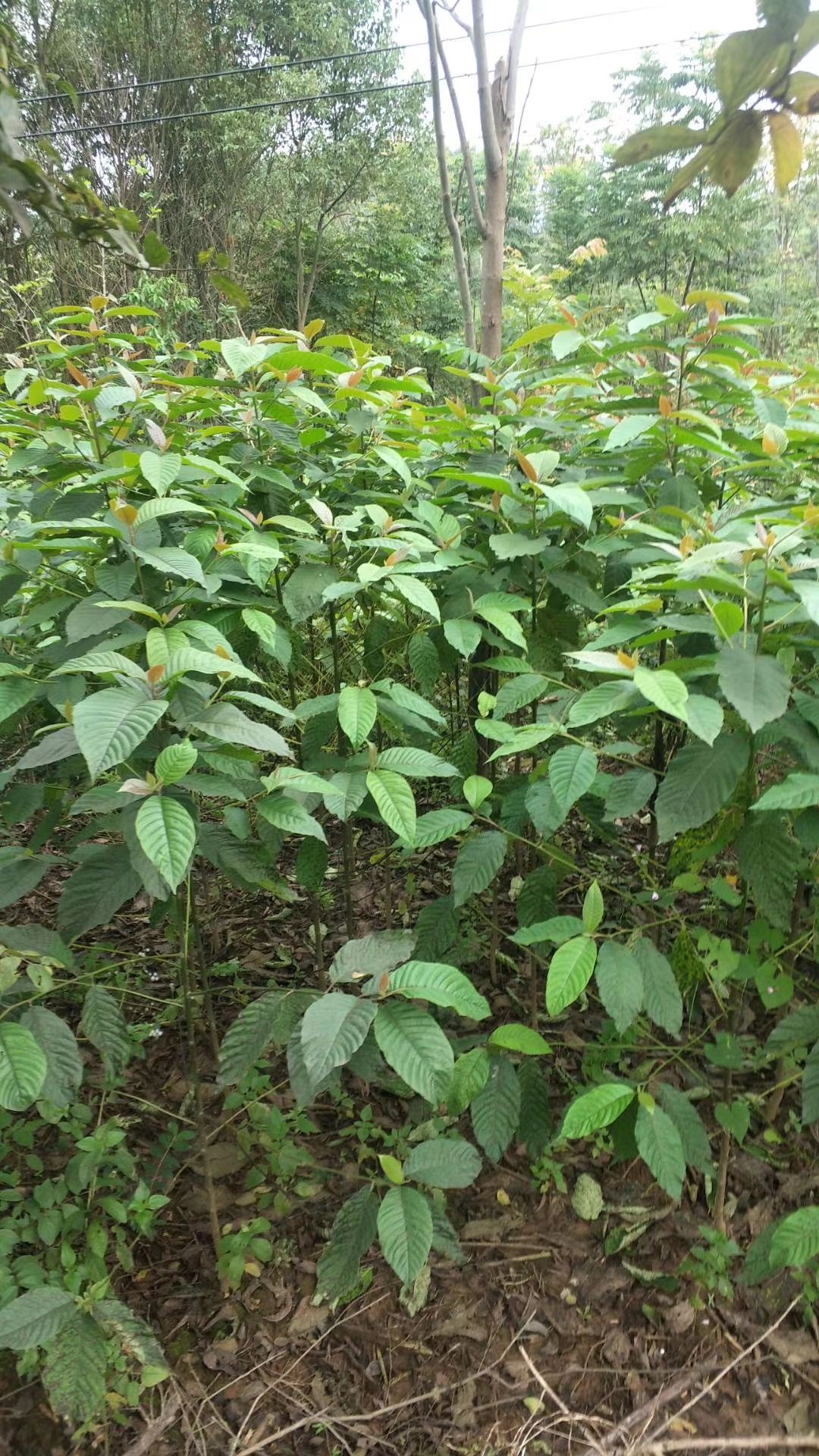 九江柴桑区喜树小苗种植基地产地直销提供种植技术