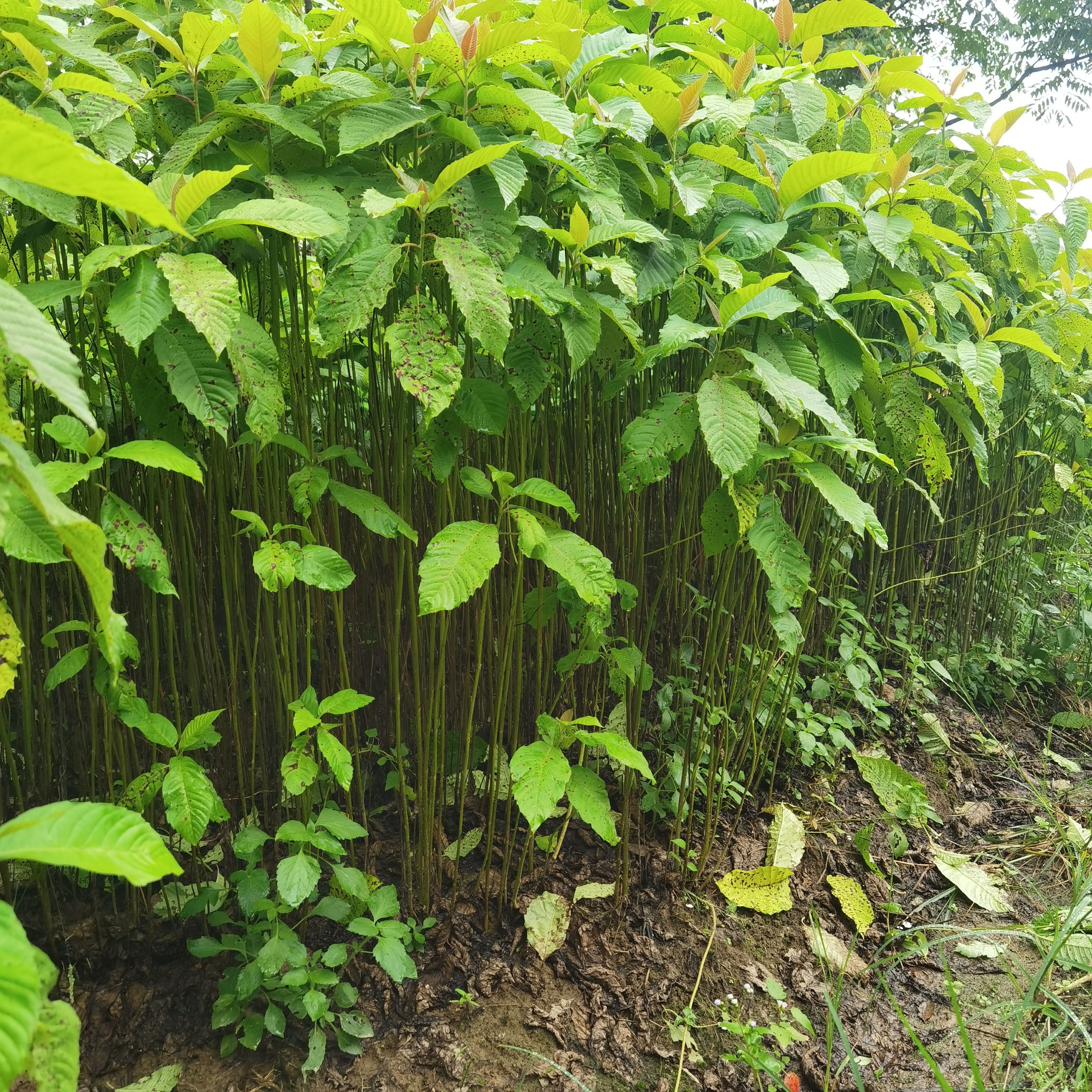 九江柴桑区喜树小苗种植基地产地直销提供种植技术