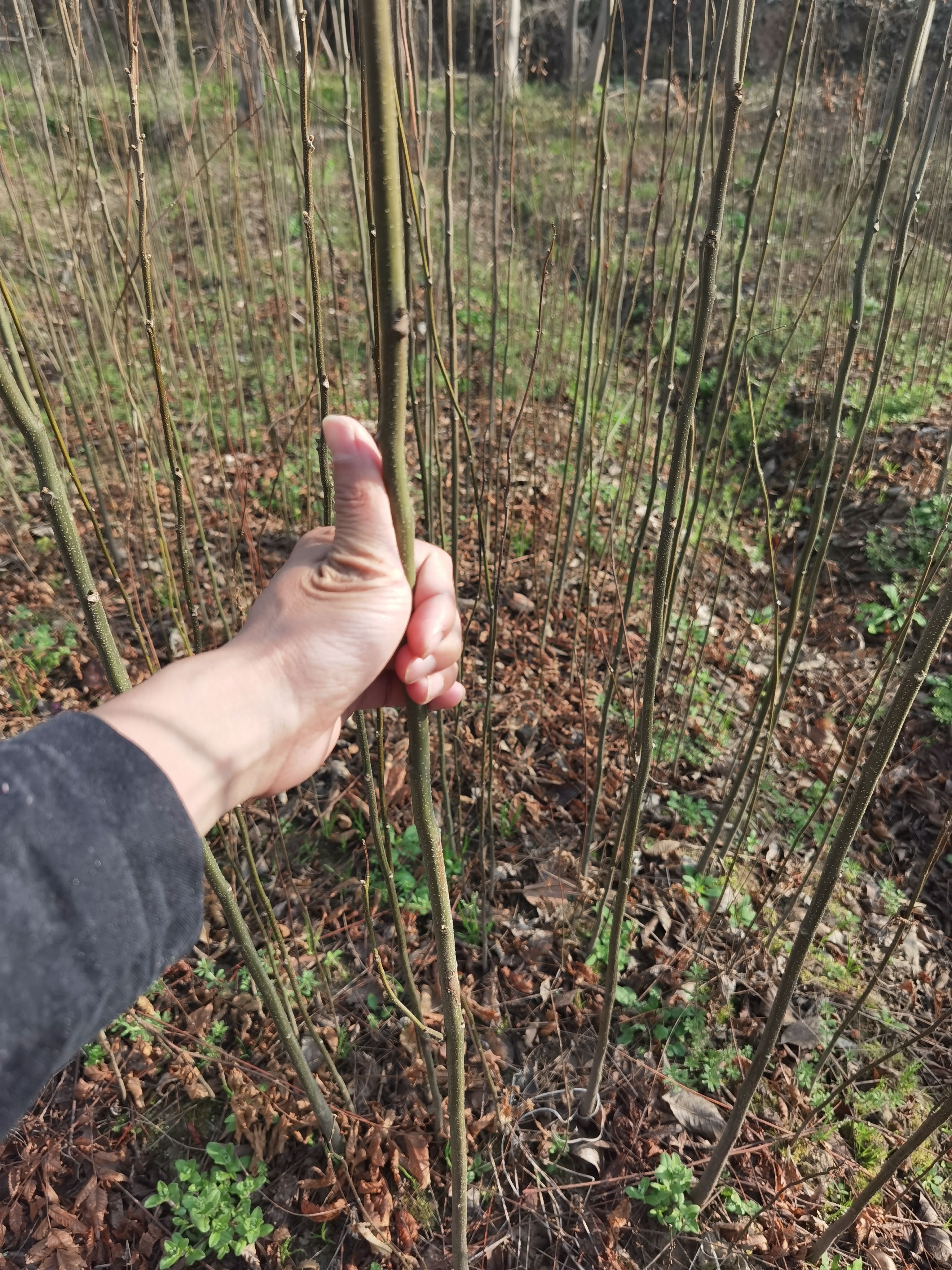 江西九江柴桑区栾树一公分小苗种子基地保质保量发货提供种植技术