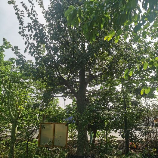 广州大腹木棉60公分