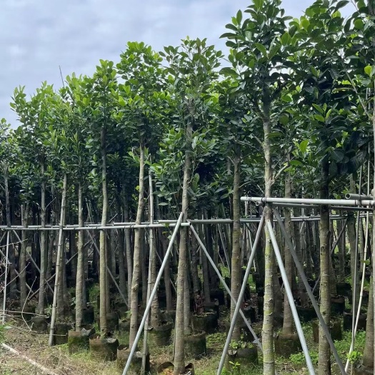揭阳菠萝蜜，5-20公分移植苗