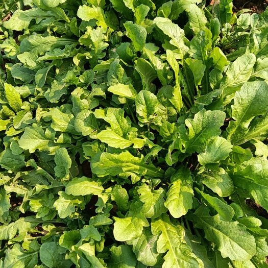 虞城县豫东荠荠菜种植基地