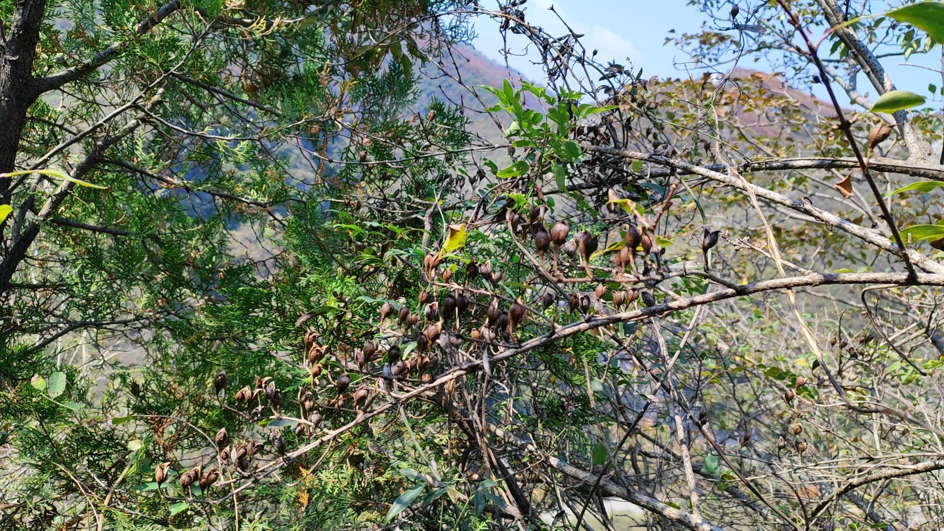 新摘连翘，有需要的老板请联系