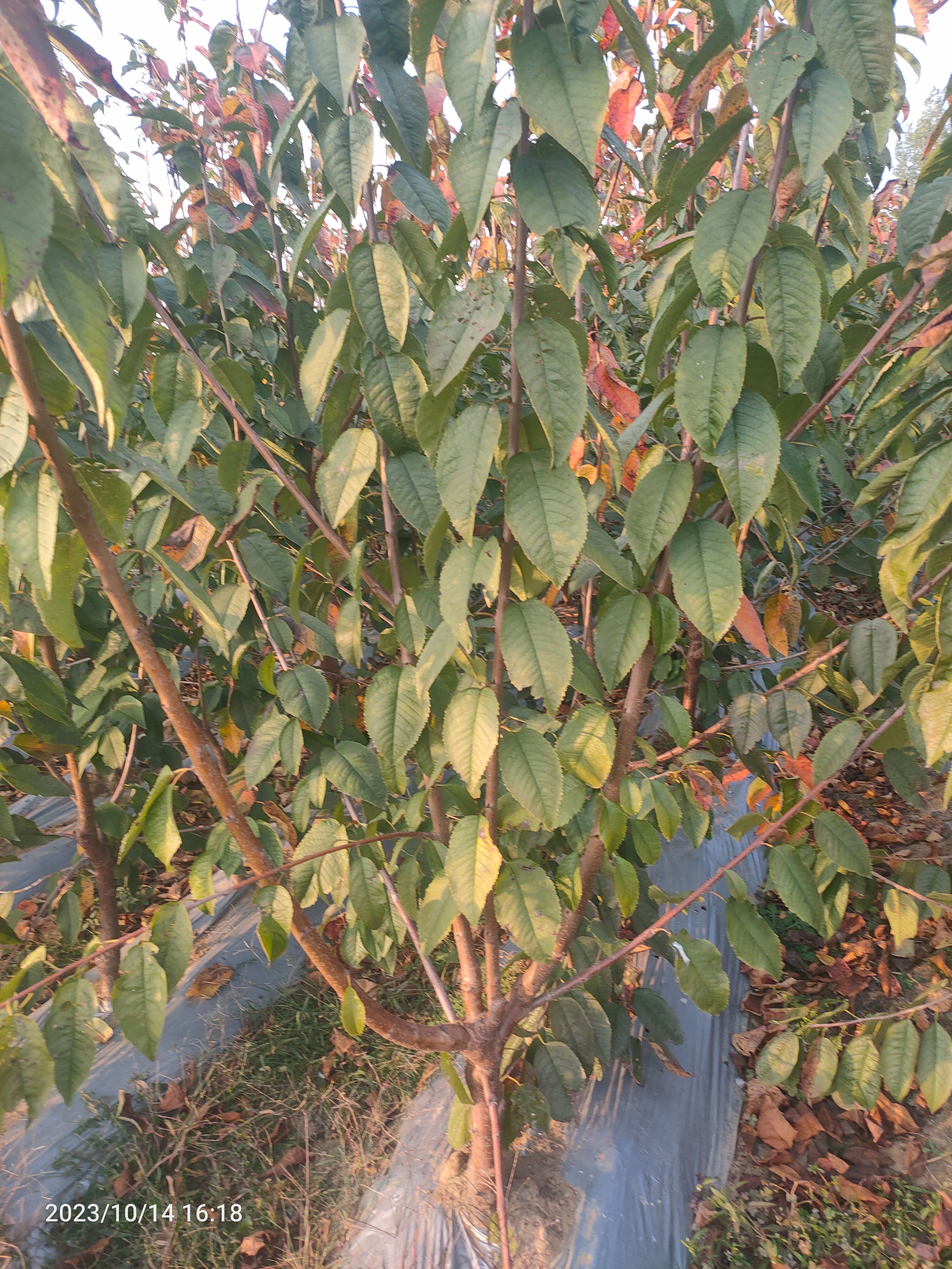 吉塞拉矮化樱桃苗