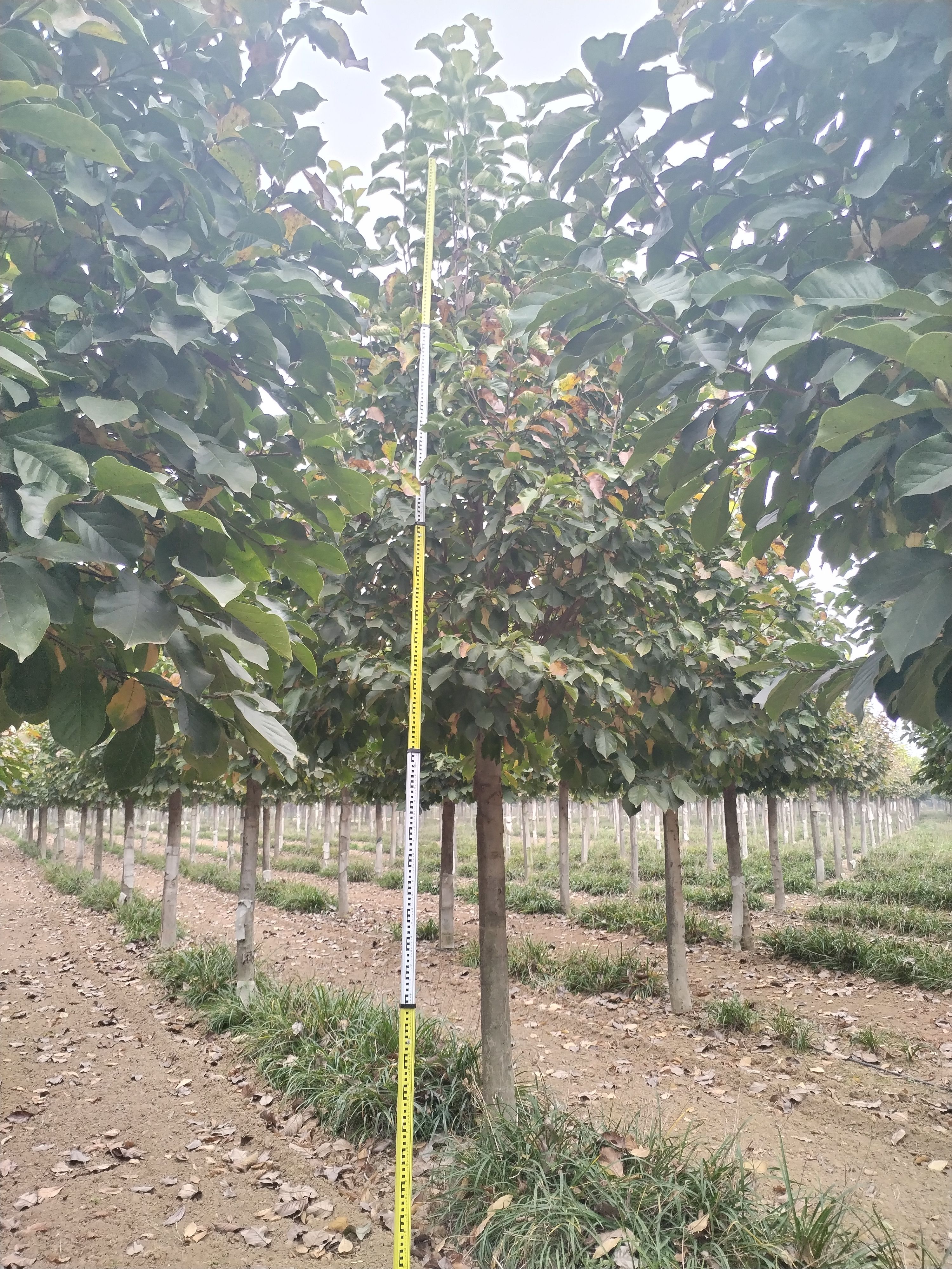 胸径13到16公分紫玉兰红玉兰