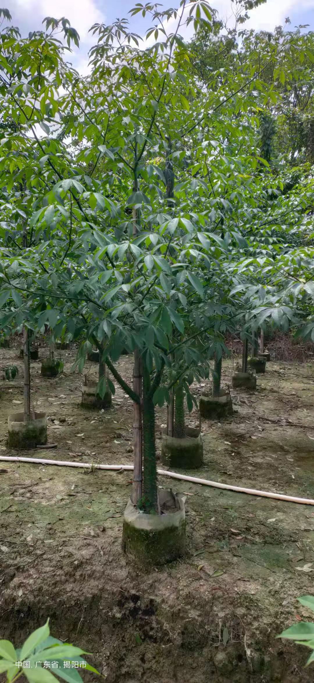 美丽异木棉5-20公分移植苗
