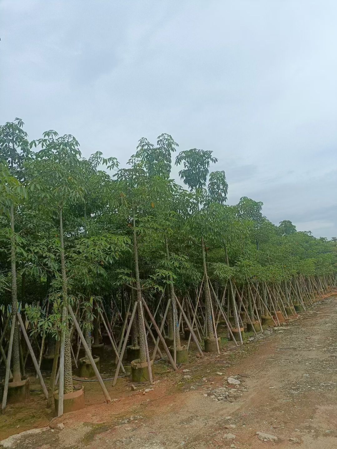 本地木棉英雄树5-20公分移植苗