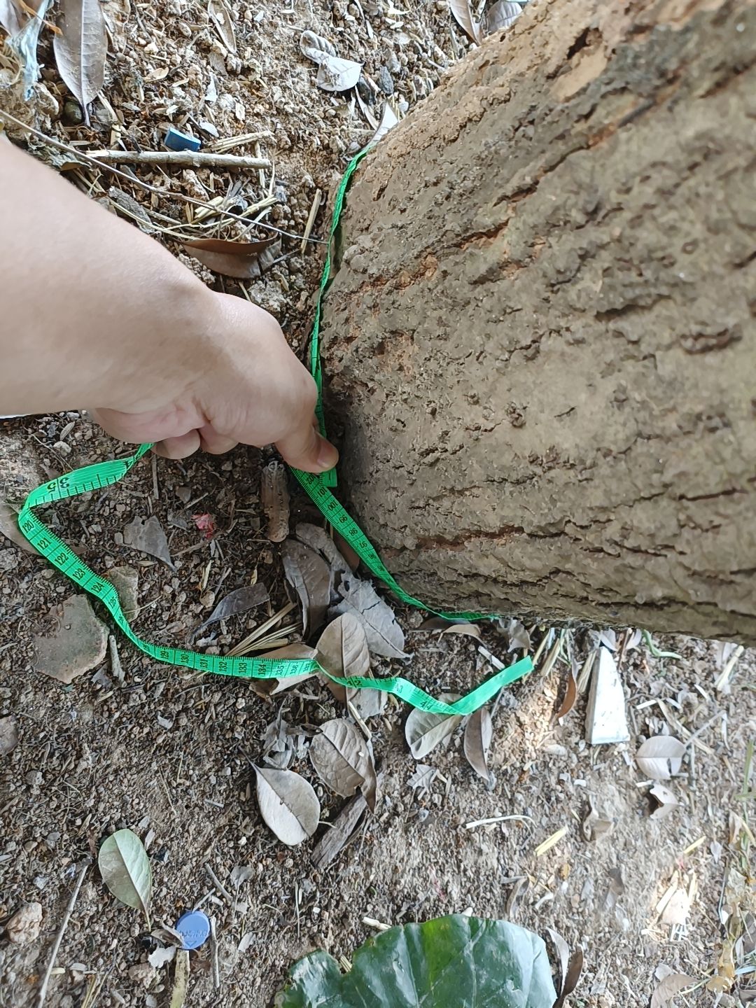 桂花树，月月桂